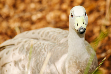 The Cape Barren goose, sometimes also known as the pig goose, is a very large, pale grey goose with a relatively small head and is a species of goose endemic to southern Australia. The scientific name is Cereopsis novaehollandiae.の写真素材