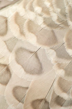 Close up of the Cape Barren goose feathers. The goose is very large, pale grey with a relatively...