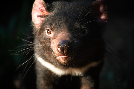 The Tasmanian devil is a carnivorous marsupial of the family Dasyuridae. It was formerly present across mainland Australia, but became extinct there around 3,500 years ago.の写真素材