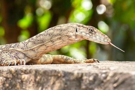 The perentie is a species of monitor lizard. It is one of the largest living lizards on earth, after...