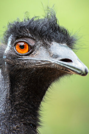 The emu is a species of flightless bird endemic to Australia, where it is the largest native bird.の写真素材