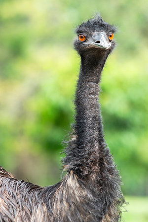 The emu is a species of flightless bird endemic to Australia, where it is the largest native bird.の写真素材