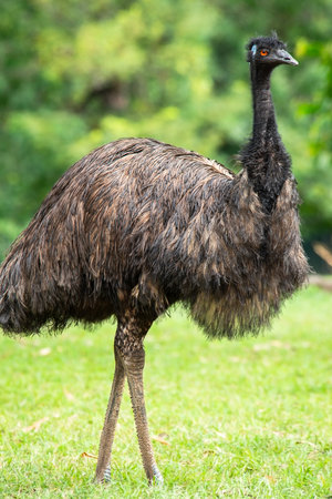 The emu is a species of flightless bird endemic to Australia, where it is the largest native bird.の写真素材