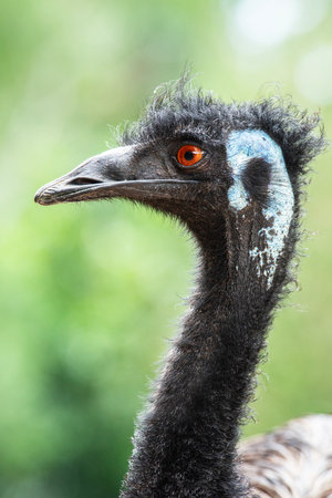 The emu is a species of flightless bird endemic to Australia, where it is the largest native bird.の写真素材