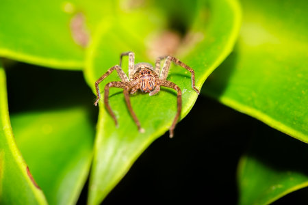 Huntsman spiders, members of the family Sparassidae, are known by this name because of their speed and mode of hunting.の写真素材