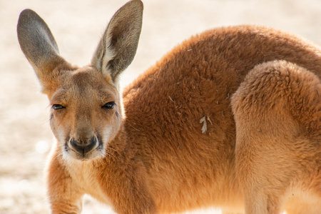 The red kangaroo joey exploring its surrounding during the day. The red kangaroo is the largest of all kangaroos, the largest terrestrial mammal native to Australia, and the largest extant marsupial.の写真素材