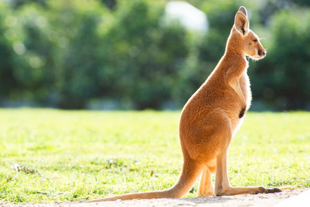 The red kangaroo joey exploring its surrounding during the day. The red kangaroo is the largest of all kangaroos, the largest terrestrial mammal native to Australia, and the largest extant marsupial.の写真素材