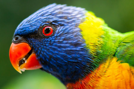 The rainbow lorikeet is a species of parrot found in Australia. It is common along the eastern...