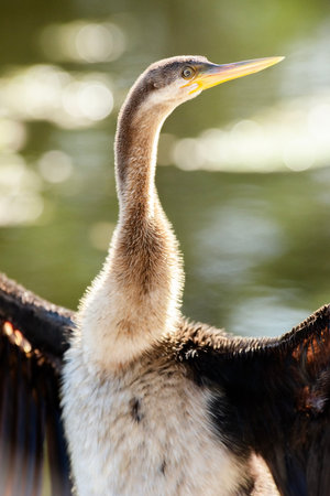The Australasian darter or Australian darter is a species of bird in the darter family, Anhingidae....