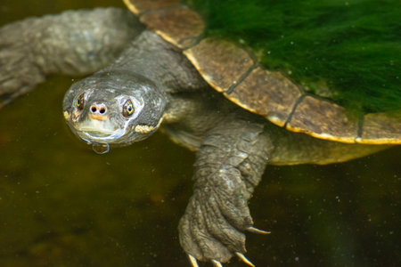 The Mary River turtle is an endangered species of short-necked turtle in the family Chelidae. The...