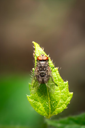 The house fly, Musca domestica Linnaeus, isÂ a well-known cosmopolitan pest of both farm and home....