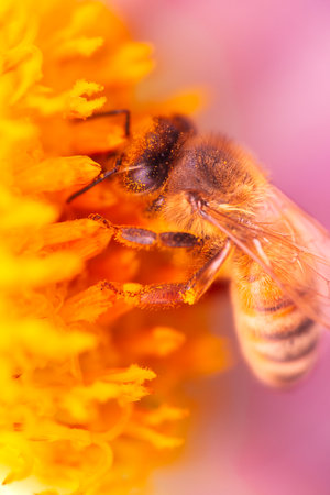 European honey bee also known as Apis mellifera.の写真素材
