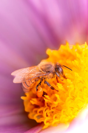 European honey bee also known as Apis mellifera.の写真素材