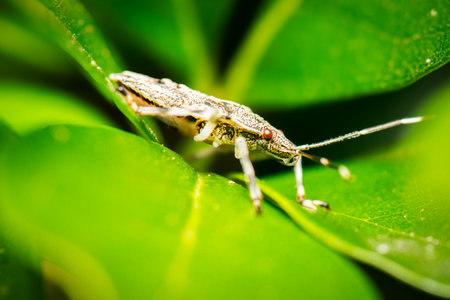 Pentatomidae is a family of insects belonging to the order Hemiptera, generally called shield bugs...