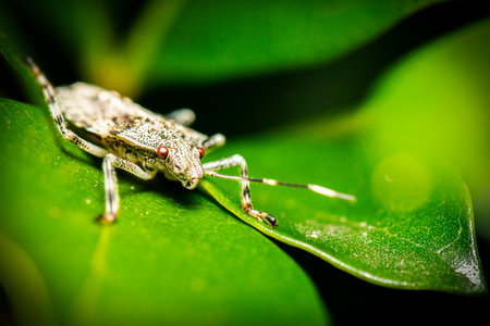 Pentatomidae is a family of insects belonging to the order Hemiptera, generally called shield bugs or stink bugs.の写真素材