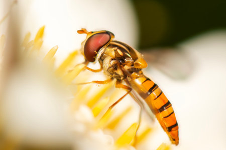Episyrphus balteatus, sometimes called the marmalade hoverfly, is a relatively small hoverfly of the...