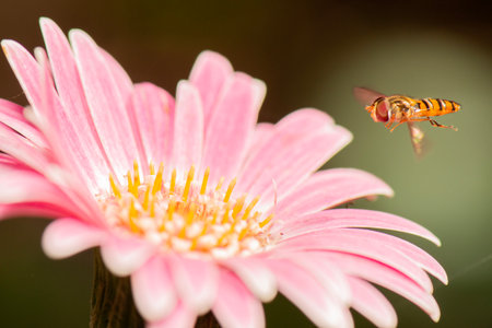 Episyrphus balteatus, sometimes called the marmalade hoverfly, is a relatively small hoverfly of the...