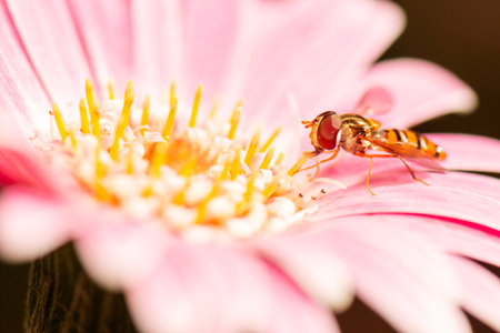 Episyrphus balteatus, sometimes called the marmalade hoverfly, is a relatively small hoverfly of the...