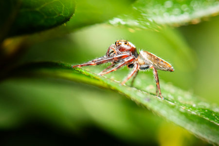 Jumping spiders are a group of spiders that constitute the family Salticidae.