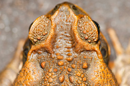 The cane toad, also known as the giant neotropical toad or marine toad, is a large, terrestrial true toad native to South and mainland Central America.の写真素材