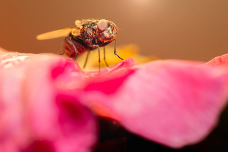 Musca vetustissima, commonly known as the Australian bush fly, is a species of fly found in Australia.の写真素材