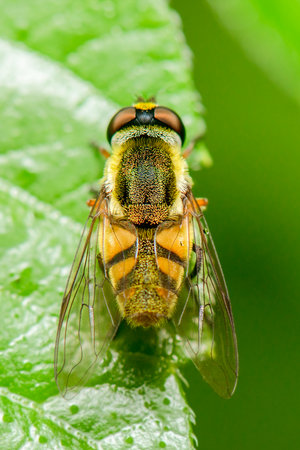 Eristalis tenax, the common drone fly, is a common, migratory, cosmopolitan species of hover fly. It...