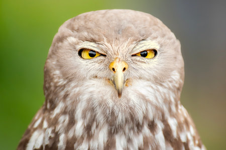 The barking owl or barking boobook, also known as the winking owl, is a nocturnal bird species native to mainland Australia.の写真素材