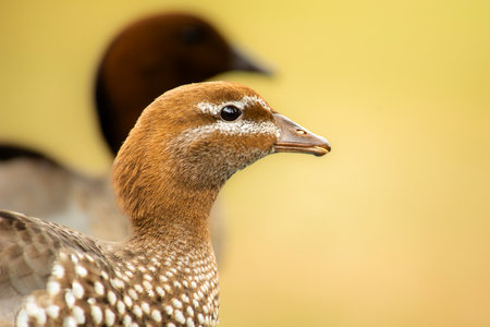 The Australian wood duck, maned duck or maned goose is a dabbling duck found throughout much of Australia.の写真素材