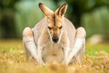 The red-necked wallaby or Bennett's wallaby is a medium-sized macropod marsupial, common in the more temperate and fertile parts of eastern Australia, including Tasmania.の写真素材