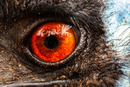 The emu is a species of flightless bird endemic to Australia, where it is the largest native bird.の写真素材