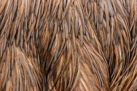 Detailed closeup pattern and texture macro photo of an Australian Emuâs Feathers.の写真素材