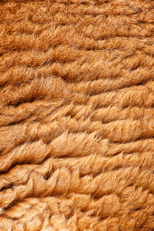 Detailed macro photo of a Red Kangaroos fur. The red kangaroo is the largest of all kangaroos, the...