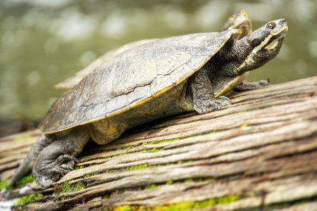 Emydura macquarii is a species of turtle in the family Chelidae. It is a wide-ranging species that...