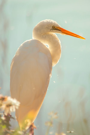 The plumed egret is a species of heron native to Australia and Oceania the scientific name for it is Ardea plumifera.の写真素材