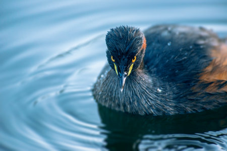 The Australasian grebe is a small waterbird common on fresh water lakes and rivers in greater Australia, New Zealand and on nearby Pacific islands.の写真素材
