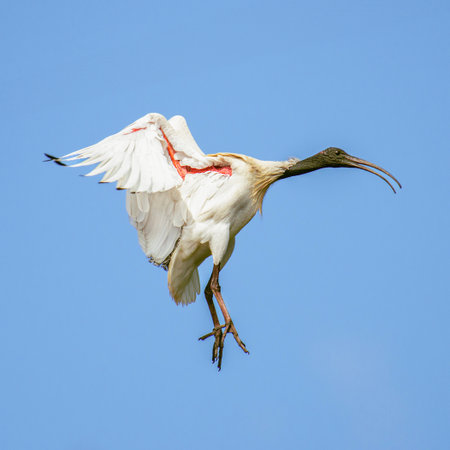 The Australian white ibis is a wading bird of the ibis family, Threskiornithidae. It is widespread across much of Australia. It has a predominantly white plumage with a bare, black head, long downcurved bill, and black legs.の写真素材