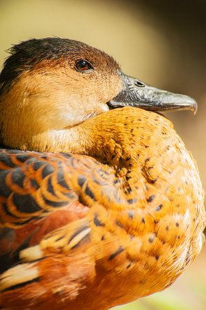 The wandering whistling duck is a species of whistling duck. They inhabit tropical and subtropical Australia.の写真素材