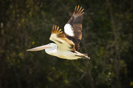 The Australian pelican is a large waterbird in the family Pelecanidae, widespread on the inland and coastal waters of Australia.の写真素材