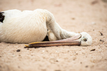 Australian pelican lying dead on the beach.の写真素材