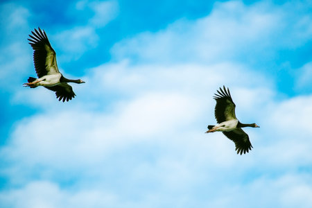 Pair of Magpie goose in flight above Berrinba Wetlands in Browns Plains, Queensland.の写真素材