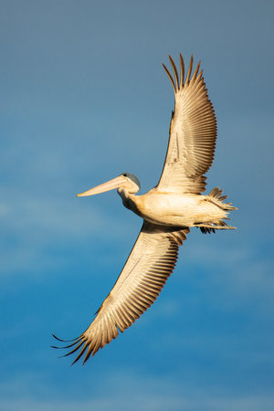 The Australian pelican is a large waterbird in the family Pelecanidae, widespread on the inland and coastal waters of Australia.の写真素材