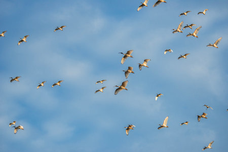 The Australian white ibis is a wading bird of the ibis family, Threskiornithidae. It is widespread across much of Australia. It has a predominantly white plumage with a bare, black head, long downcurved bill, and black legs.の写真素材
