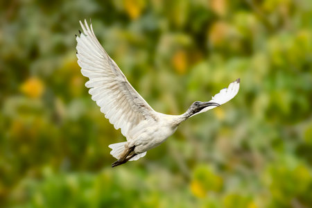 Australian White Ibis in flight above the lake at Sherwood Arboretum in Queensland.の写真素材