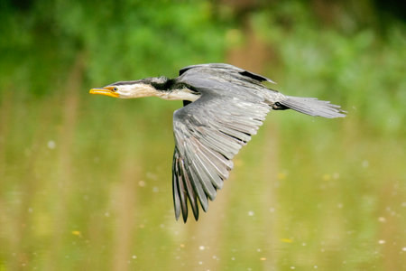 The little pied cormorant, little shag or kawaupaka is a common species of Australasian waterbird,...