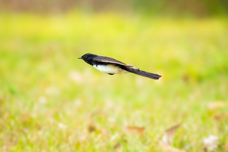The willie wagtail, scientific name Rhipidura leucophrys. It is a common and familiar bird throughout much of its range, living in most habitats apart from thick forest.の写真素材