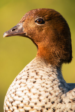 The Australian wood duck, maned duck or maned goose is a dabbling duck found throughout much of Australia.の写真素材