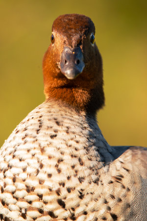 The Australian wood duck, maned duck or maned goose is a dabbling duck found throughout much of Australia.の写真素材