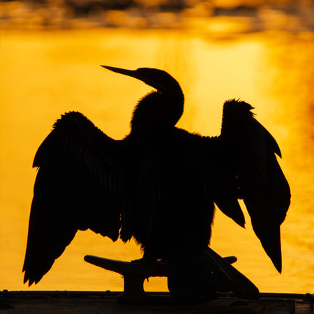 The little pied cormorant, little shag or kawaupaka is a common species of Australasian waterbird, found around the coasts, islands, estuaries, and inland waters of Australia.の写真素材