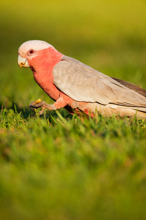 The galah, less commonly known as the pink and grey cockatoo or rose-breasted cockatoo, is an...
