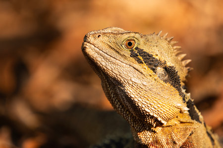 The Australian water dragon, which includes the eastern water dragon and the Gippsland water dragon subspecies, is an arboreal agamid species native to Australia.の写真素材